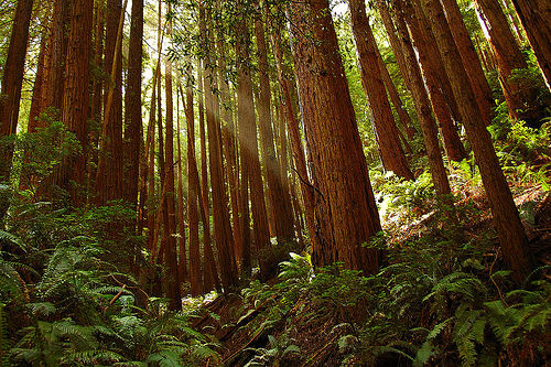 muir-woods
